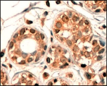 Anti-CYP7B1 (C-terminal) antibody produced in goat affinity isolated antibody, buffered aqueous solution