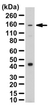 Anti-PLEKHG4B Antibody from rabbit, purified by affinity chromatography