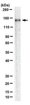 Anti-AsCpf1 Antibody, clone 3D3-F7 clone 3D3-F7, from mouse