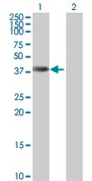 Anti-ANKRD1 antibody produced in mouse purified immunoglobulin, buffered aqueous solution