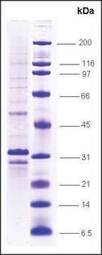 VHL ヒト recombinant, expressed in insect cells, &#8805;70% (SDS-PAGE)