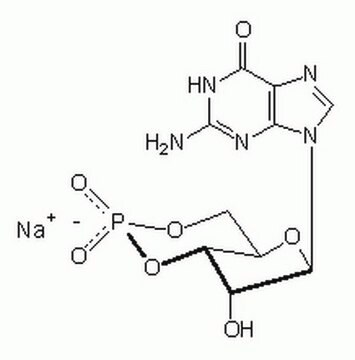 Guanosin-3&#8242;,5&#8242;-zyklisches Monophosphat, Natriumsalz Important intracellular second messenger implicated in the action of nitric oxide in many cell types.