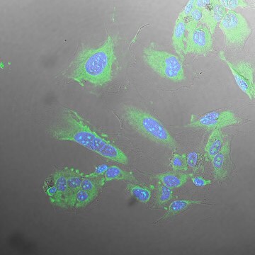 BioTracker MultiTASQ G-Quadruplex (G4) Cell Probe