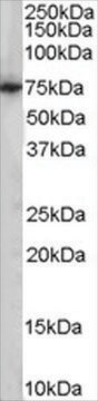 抗PCK2/PEPCK-M抗体 ヤギ宿主抗体 affinity isolated antibody, buffered aqueous solution