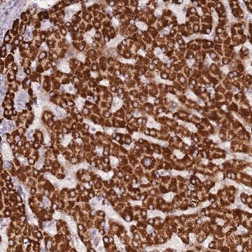 Anti-LGI4 antibody produced in rabbit Prestige Antibodies&#174; Powered by Atlas Antibodies, affinity isolated antibody, buffered aqueous glycerol solution