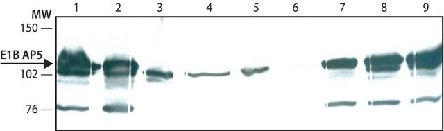 Anti-E1B-AP5 antibody, Rat monoclonal clone EAP4A11, purified from hybridoma cell culture