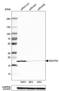 Anti-NDUFS4 antibody produced in rabbit Prestige Antibodies&#174; Powered by Atlas Antibodies, affinity isolated antibody, buffered aqueous glycerol solution