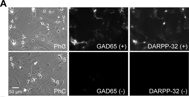 Anti-Glutamate Decarboxylase Antibody, 65 kDa isoform, clone GAD-6 clone GAD-6, Chemicon&#174;, from mouse