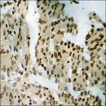 Anti-phospho-Tyrosine Hydroxylase (pSer19) antibody produced in rabbit affinity isolated antibody