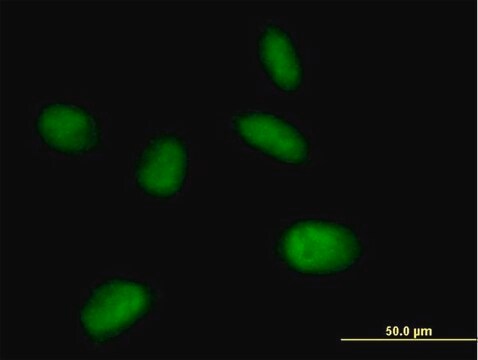 Anti-MIS12 antibody produced in mouse IgG fraction of antiserum, buffered aqueous solution