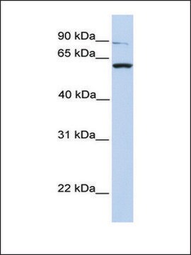 Anti-PTPRA antibody produced in rabbit affinity isolated antibody