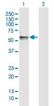 Anti-FAM134B antibody produced in rabbit purified immunoglobulin, buffered aqueous solution