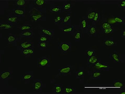 Anti-NCL antibody produced in mouse purified immunoglobulin, buffered aqueous solution