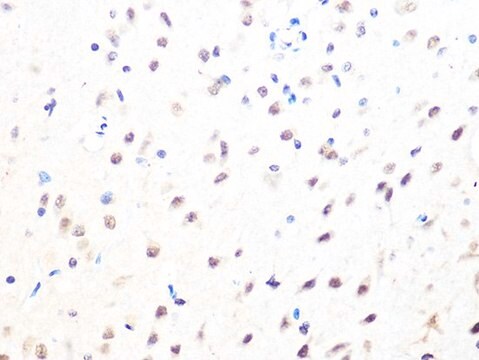 Anti-MAD2B/MAD2L2 antibody produced in rabbit