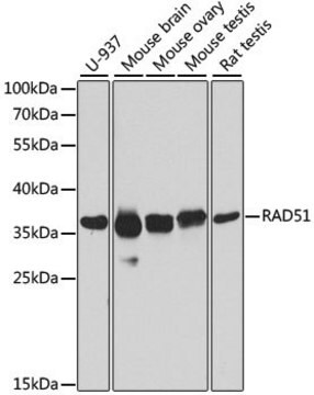 Anti-RAD51 antibody produced in rabbit