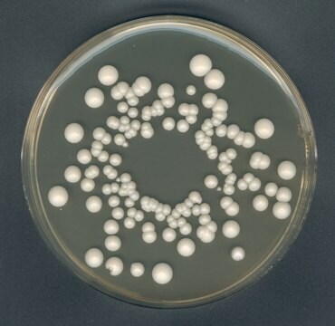 Agar de extracto de levadura glucosa y cloranfenicol FIL-IDF GranuCult&#174; plus for yeasts, for molds, suitable for microbiology