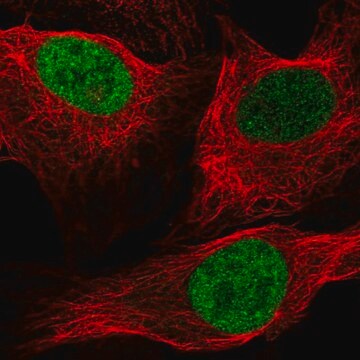 Anti-Id1 Antibody Produced In Rabbit Prestige Antibodies&#174; Powered by Atlas Antibodies, affinity isolated antibody, buffered aqueous glycerol solution