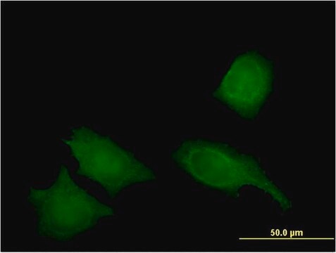 Monoclonal Anti-IREB2 antibody produced in mouse clone 1F3, purified immunoglobulin, buffered aqueous solution