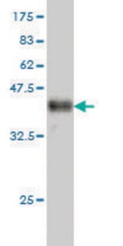 Monoclonal Anti-ATP2B1 antibody produced in mouse clone 3E2, purified immunoglobulin, buffered aqueous solution