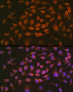 Anti- GRK2 antibody produced in rabbit