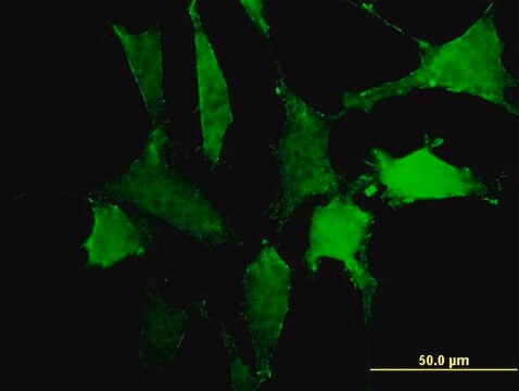 Monoclonal Anti-PTPNS1, (C-terminal) antibody produced in mouse clone 4C7, purified immunoglobulin, buffered aqueous solution