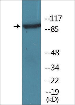 抗-磷酸化-IL-4R/CD124 (pTyr497) 兔抗 affinity isolated antibody