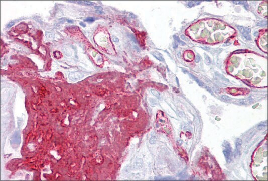 Anti-FGG antibody produced in rabbit affinity isolated antibody