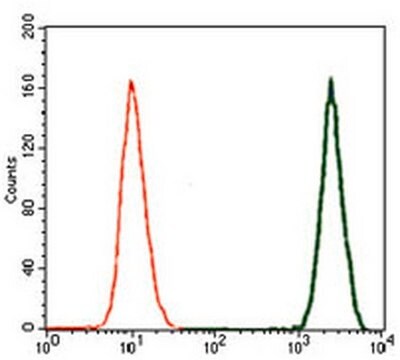 Anticorpo anti-DCX, clone 2G5 clone 2G5, from mouse