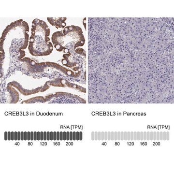 Anti-CREB3L3 antibody produced in rabbit Prestige Antibodies&#174; Powered by Atlas Antibodies, affinity isolated antibody, buffered aqueous glycerol solution