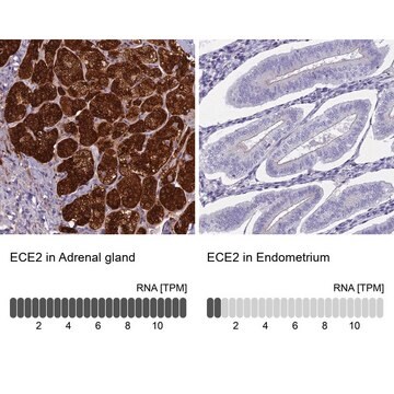 Anti-ECE2 antibody produced in rabbit Prestige Antibodies&#174; Powered by Atlas Antibodies, affinity isolated antibody, buffered aqueous glycerol solution