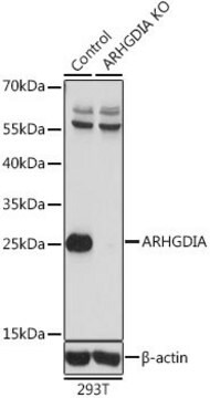 Anti-ARHGDIA antibody produced in rabbit