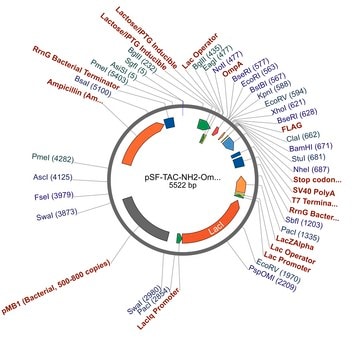 pSF-TAC-NH2-OmpA-COOH-FLAG plasmid vector for molecular cloning