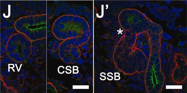 モノクロナール抗サイトケラチン, パン&#8722;FITC マウス宿主抗体 clone C-11, purified immunoglobulin, buffered aqueous solution