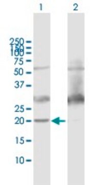 Anti-ATP5H antibody produced in mouse IgG fraction of antiserum, buffered aqueous solution