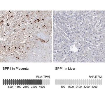 抗SPP1 ウサギ宿主抗体 Prestige Antibodies&#174; Powered by Atlas Antibodies, affinity isolated antibody, buffered aqueous glycerol solution