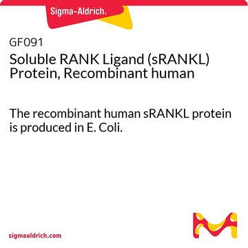 Proteina sRANKL (Soluble RANK Ligand), umana ricombinante The recombinant human sRANKL protein is produced in E. Coli.