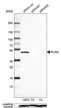 Anty-PLIN3 Prestige Antibodies&#174; Powered by Atlas Antibodies, affinity isolated antibody, buffered aqueous glycerol solution