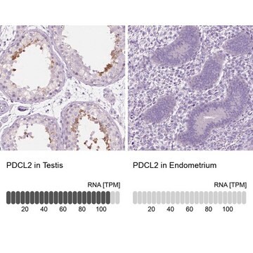 Anti-PDCL2 antibody produced in rabbit Prestige Antibodies&#174; Powered by Atlas Antibodies, affinity isolated antibody, buffered aqueous glycerol solution