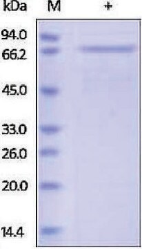 E-Cadherin/ECAD/Cadherin-1/CD324 Protein human recombinant, expressed in HEK 293 cells, &#8805;90% (SDS-PAGE)