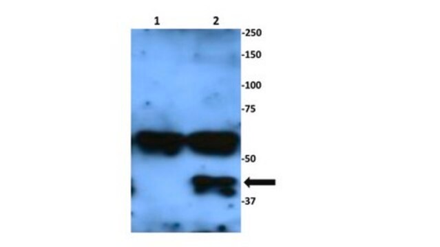 Anti-SPO11 Antibody, clone 180 clone 180, from mouse