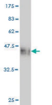 Monoclonal Anti-CDX4 antibody produced in mouse clone 2F8, purified immunoglobulin, buffered aqueous solution