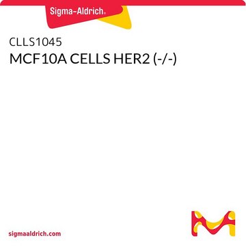 MCF10A CELLS HER2 (-/-)