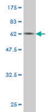 Monoclonal Anti-LRG1 antibody produced in mouse clone 2E3, purified immunoglobulin, buffered aqueous solution