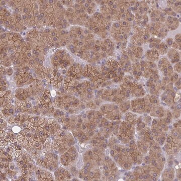 Anti-TBC1D4 antibody produced in rabbit Prestige Antibodies&#174; Powered by Atlas Antibodies, affinity isolated antibody, buffered aqueous glycerol solution