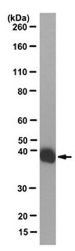 Anti-LacI Antibody, clone 9A5 clone 9A5, from mouse