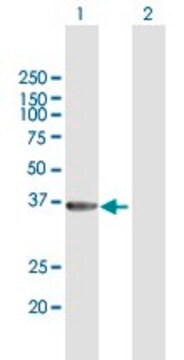 Anti-GIMAP6 antibody produced in mouse purified immunoglobulin, buffered aqueous solution