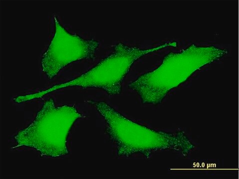 Monoclonal Anti-PRDM4 antibody produced in mouse clone 3C4, purified immunoglobulin, buffered aqueous solution