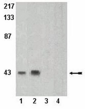 Anti-phospho-PRAS40 (Thr246) (Proline-Rich AKT substrate) Antibody Upstate&#174;, from rabbit