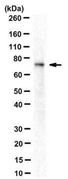 Anticorpo anti-AMPK alfa 1/2, clone 34.2 clone 34.2, from mouse