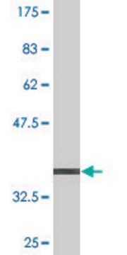 Monoclonal Anti-PEX6 antibody produced in mouse clone 3G3, purified immunoglobulin, buffered aqueous solution